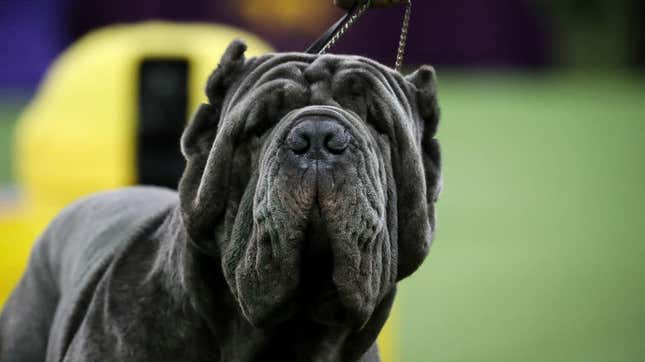 NEW YORK, NY - FEBRUARY 13: A Neapolitan Mastiff competes in the working group on the final night of the 142nd Westminster Kennel Club Dog Show at The Piers on February 13, 2018 in New York City.