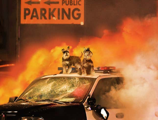 Image for article titled Schnauzers Rioting Outside Madison Square Garden Following Westminster Dog Show Defeat