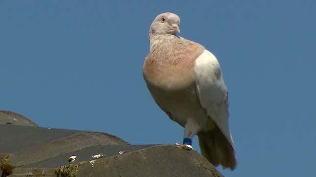 In this image made from video, “Joe” the racing pigeon sits on a rooftop on Wednesday, Jan. 13, 2021, in Melbourne, Australia.