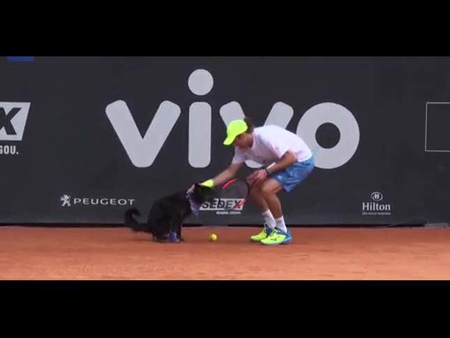 The Tennis Dogs Are Snatching Balls And Dropping Dung