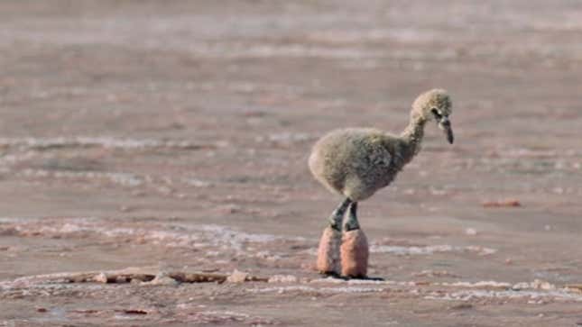 The baby flamingo that will haunt my dreams.