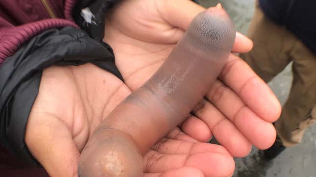 Image for article titled Eat the Dick (Fish) Raw
