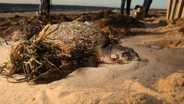 A cold-stunned Kemp’s ridley sea turtle lays in the sand with seaweed piled on top of it to keep it warm before the arrival of people from Mass Audubon on the scene at Great Hallow beach in Cape Cod on Dec. 3, 2020.