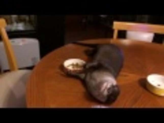 For a Brief Moment, This Otter's Manners Were Excellent