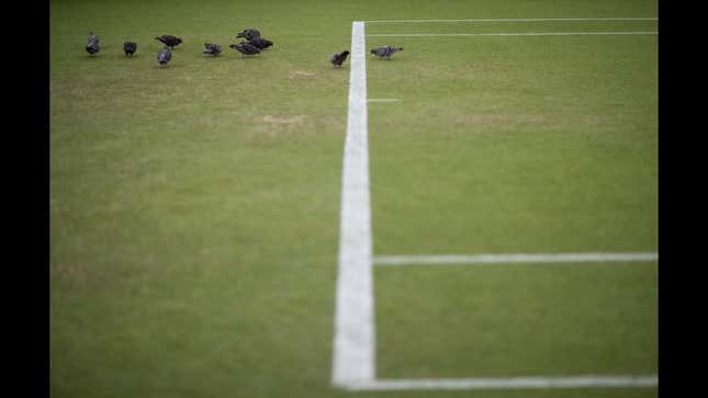 Pigeon Causes Brief Ruckus At Wimbledon