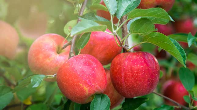 Apples growing on tree