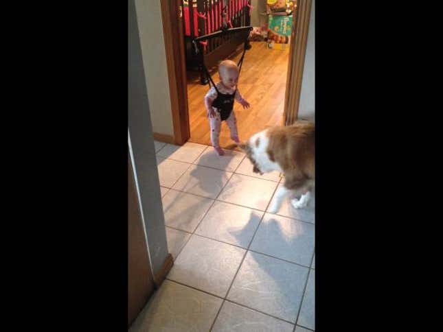 Adorable Dog and Baby Duo Practice Jumping Together