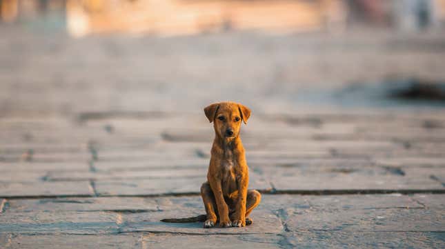 Image for article titled How a stray dog named Subway Sally became a TikTok star