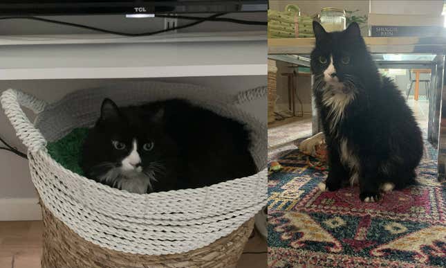 Image for article titled Just Some Nice Pictures of Our Pets to Look at For No Particular Reason