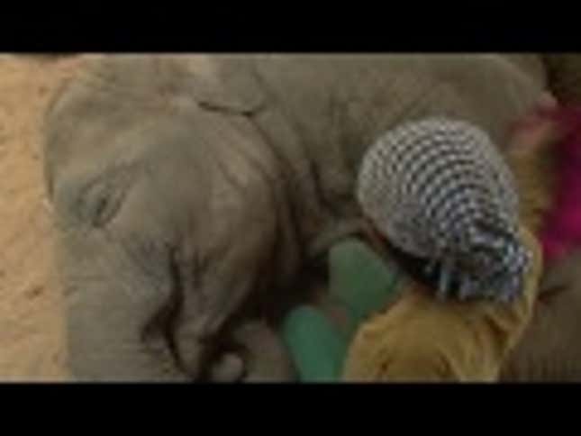Insanely Adorable: Woman Lullabies Elephant to Sleep