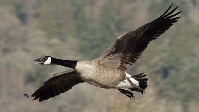 Goose Suddenly Realizes It Doesn't Have To Honk Like An Idiot Entire Time  It's Flapping Wings