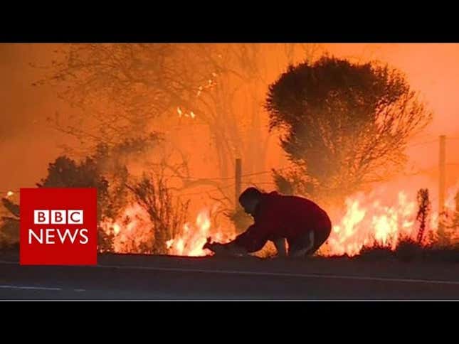 The Video of the Man Saving the Rabbit From the Fire Captures Everything Wrong With Whiteness in 30 Seconds