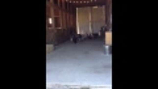 Calling It: 2014 Is the Summer of Goats