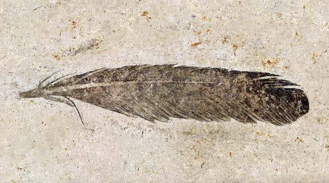 The famous fossil feather. 