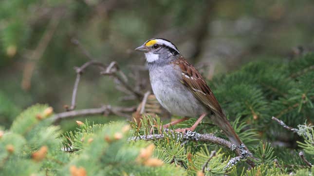 A white-throated sparrow. 