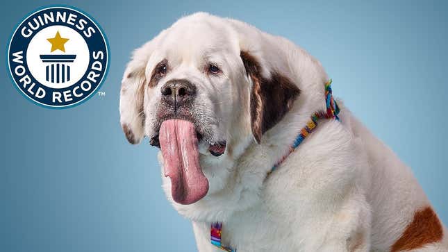 A Response To This Video of Mochi, Dog With the World's Longest Tongue
