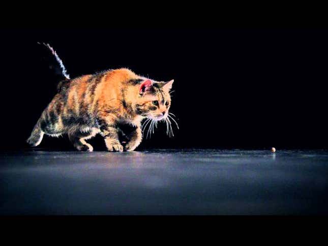 Here Is Your Reminder That Cats Are High-Performance Athletes