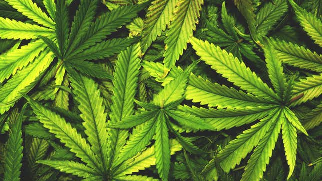 What Cannabis Actually Does to Your Brain and Body