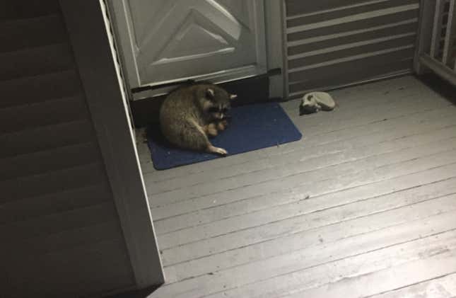 Image for article titled A Raccoon Camped Out On My Back Porch This Week And I Couldn&#39;t Stop It