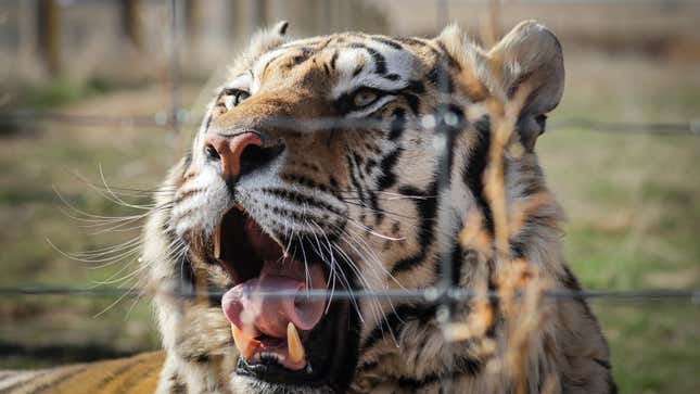 One of the 39 tigers rescued in 2017 from Joe Exotic’s G.W. Exotic Animal Park yawns at the Wild Animal Sanctuary on April 5, 2020 in Keenesburg, Colorado. Exotic, star of the wildly successful Netflix docu-series Tiger King, is currently in prison for a murder-for-hire plot and surrendered some of his animals to the Wild Animal Sanctuary.