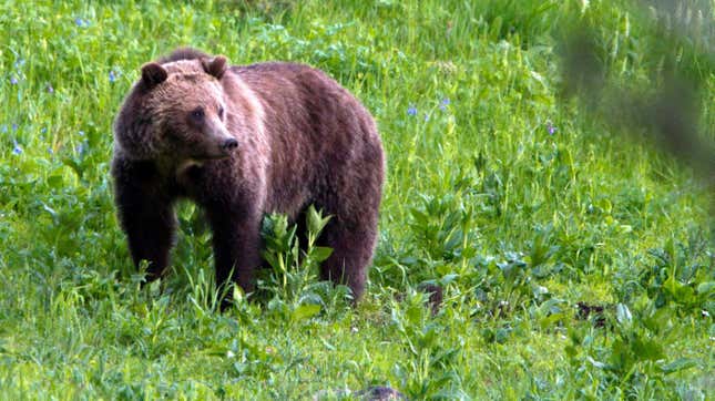 A grizzly bear roams near Yellowstone National Park.