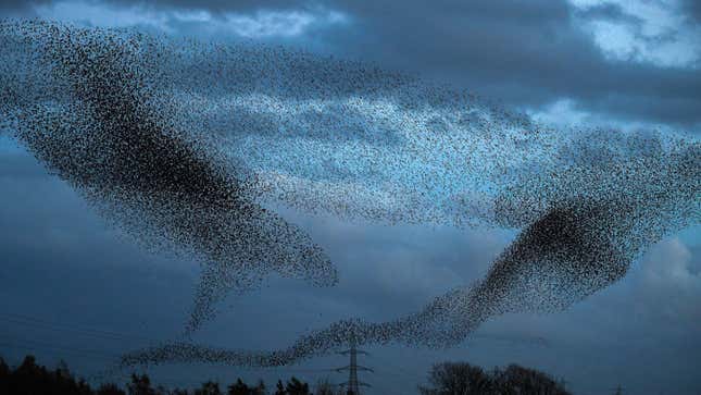 Although starlings appear to be black from a distance, their plumage also has glossy shades of purple and green.