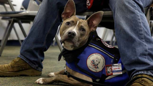 Image for article titled Pit Bulls Are Allowed to Fly Delta Again