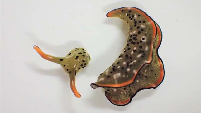 The head (left) and body (right) of a regenerative, photosynthetic sea slug.