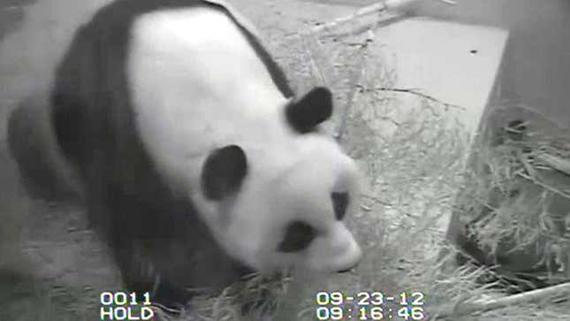 Image for article titled Government Shutdown Forces National Zoo To Turn Off Panda Suicide Cam