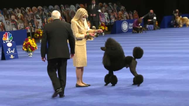 Human best sale dog show