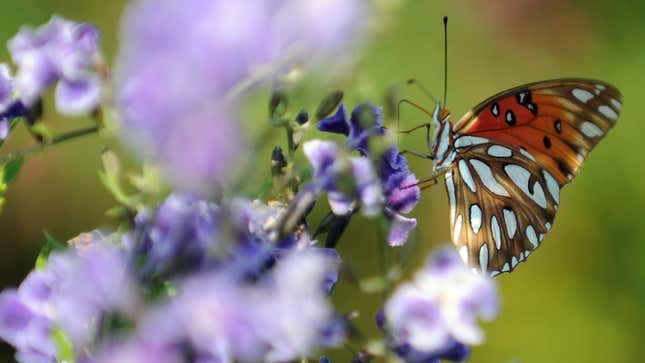 A butterfly sits atop a flower in Los Angeles, California, July 9, 2008.
