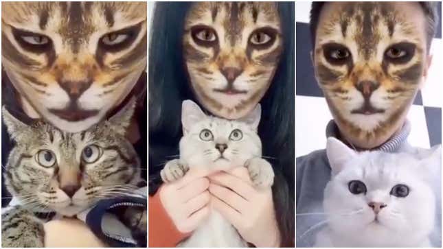 Image for article titled People Keep Freaking Out Their Cats With Cat Face Filters