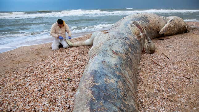 A marine veterinarian takes samples from a dead fin whale washed up on a beach in Israel.