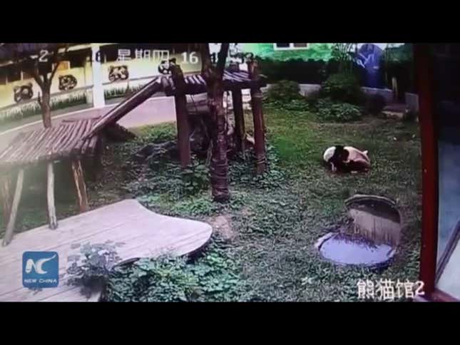 The Price Of Admission To The Panda Habitat Is Your Blood