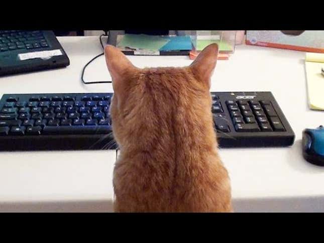 Proof That Cats Are the Absolute Worst to Work With