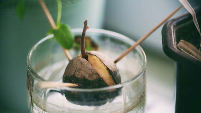 Image for article titled At last, someone has discovered a use for avocado pits