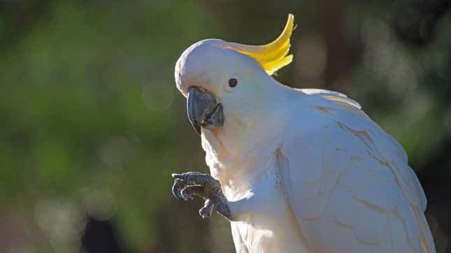 Cockatoos are among the longest-lived bird species.