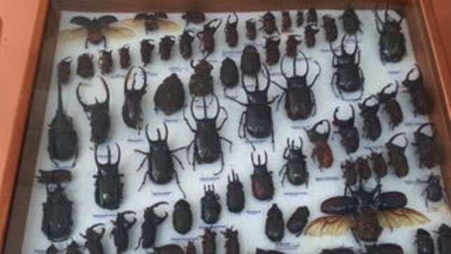 We Should All Channel This 'Super-Beetle,' Which Can Survive Getting Run Over by a Car