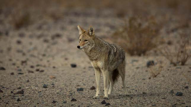 Among the animals the Wildlife Services program killed this year are 61,882 adult coyotes, plus an unknown number of coyote pups in 251 destroyed dens.