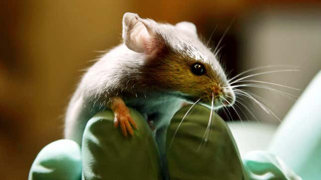 Image for article titled Stereotypes About 'Messy' Female Brains Continue to Influence Biomedical Research