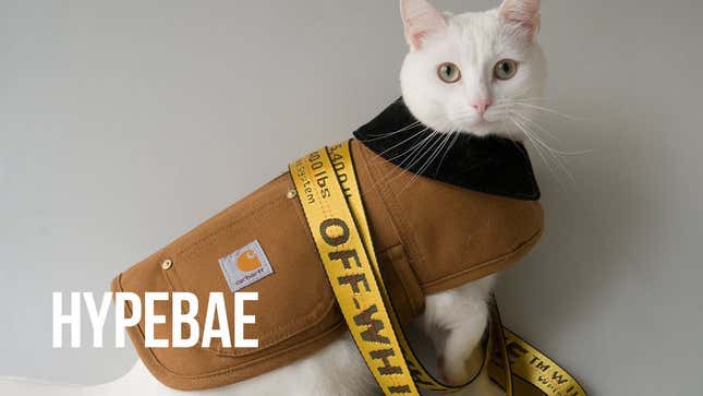 Swagged-Out Streetwear Cat Freaks Me Out, But I Also Envy It