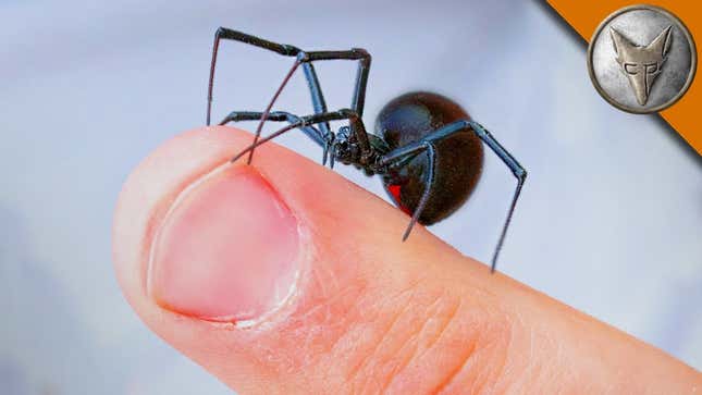 Why You Shouldn't Fear the Black Widow Spider