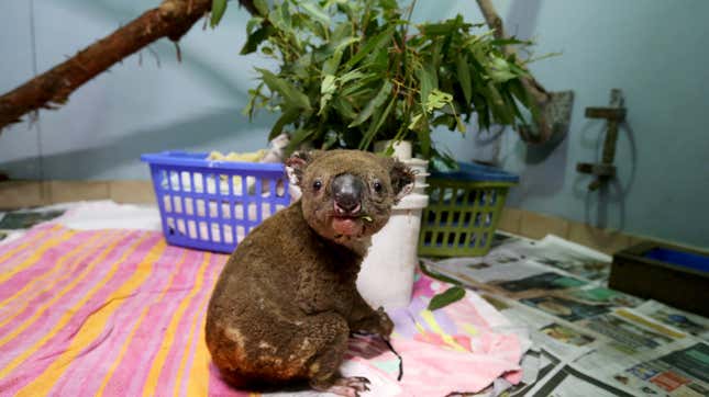 A koala named Paul from Lake Innes Nature Reserve recovers from his burns in the ICU at The Port Macquarie Koala Hospital on November 29, 2019 in Port Macquarie, Australia.