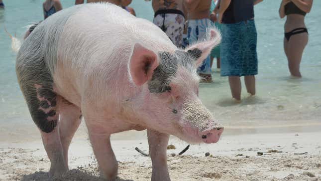 Image for article titled Pig Beach Is Dead