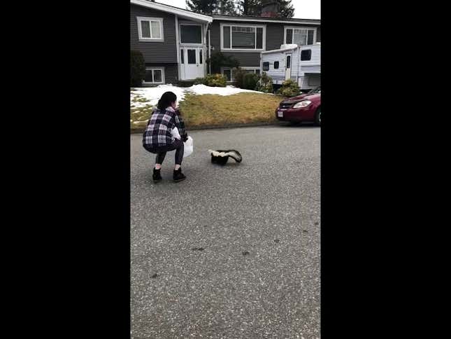 Finally, news that doesn’t stink: woman frees skunk stuck in Burger King cup
