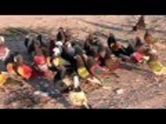 Painted Pigeon Wooing Is A Popular Competition In Spain