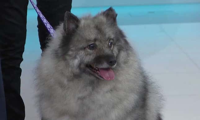 Image for article titled Saturday Night Social: Kasey Claims the Title of World's Cutest Rescue Dog