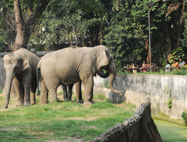 Image for article titled Exhibitionist Zoo Elephants Waiting For Crowd To Gather Before Screwing