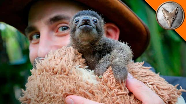 B-rad, the Baby Sloth, Does Not Know the World Is Burning