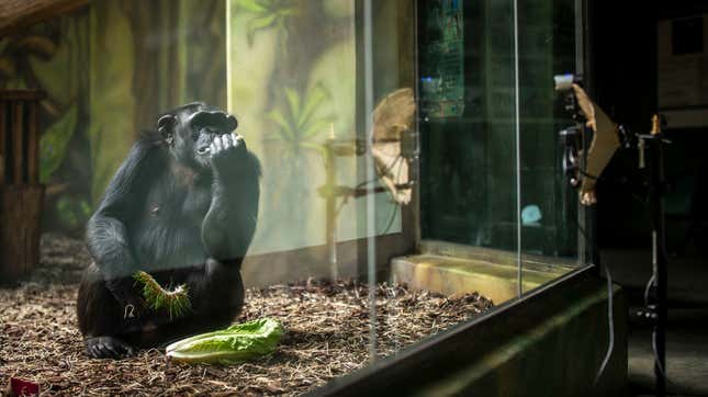 Image for article titled These Chimps Are All of Us